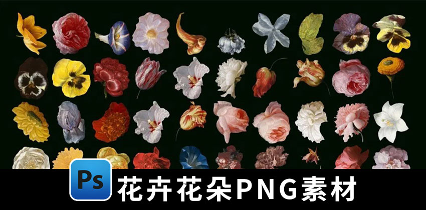 【1845期】PNG素材-花卉花朵牡丹免扣PNG素材合集