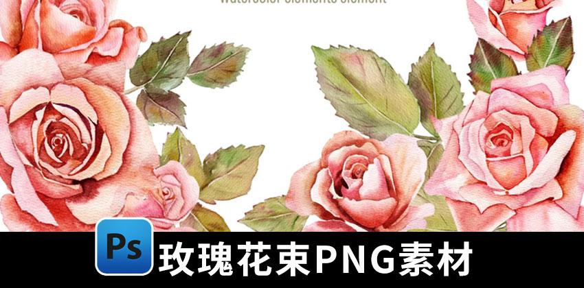 【2276期】PNG素材-水彩粉红色玫瑰花束PNG素材